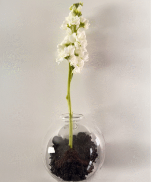 Terrario en vidrio para pared H2525