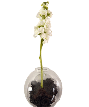 Terrario de pared H2519